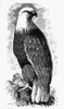 Eagle, 19Th Century. /Namerican Typefounder'S Cut. Poster Print by Granger Collection - Item # VARGRC0077131