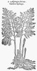 Botany: Asparagus, 1633. /Ncommon Asparagus (Asparagus Officinalis). Woodcut From 'The Herbal Or General History Of Plants' By John Gerard, Published, 1633 In London, England. Poster Print by Granger Collection - Item # VARGRC0043687