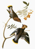 Audubon: Waxwing. /Nbohemian Waxwing (Bombycilla Garrulus), From John James Audubon'S 'The Birds Of America,' 1827-1838. Poster Print by Granger Collection - Item # VARGRC0007629