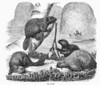 Beaver. /Nline Engraving, 19Th Century. Poster Print by Granger Collection - Item # VARGRC0101834