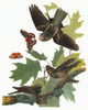 Audubon: Whip-Poor-Will. /Neastern Whip-Poor-Will (Antrostomus Vociferus). Engraving After John James Audubon For His 'Birds Of America,' 1827-38. Poster Print by Granger Collection - Item # VARGRC0350698