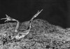Frog. /Nphotographed 1942. Poster Print by Granger Collection - Item # VARGRC0100405