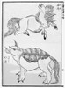 Hokusai: Kaiba, 1815. /Nthe Kaiba, Or Oriental Seahorse, And The Suisai, Or Water Rhinoceros. Woodblock Print, 1815, From The 'Manga' Of Katsushika Hokusai. Poster Print by Granger Collection - Item # VARGRC0005959