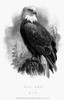 Bald Eagle, 1870. /N'Old Abe,' The Bald Eagle Which Was The Mascot Of The Eight Wisconsin Regiment During The American Civil War. American Banknote Engraving, C1870. Poster Print by Granger Collection - Item # VARGRC0077151