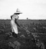 Sharecropper, 1936. /Nan African American Sharecropper Working In A Cotton Field Near Eutaw, Alabama. Photograph By Dorothea Lange, July 1936. Poster Print by Granger Collection - Item # VARGRC0123688