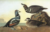 Audubon: Duck. /Nharlequin Duck (Histrionicus Histrionicus). Engraving After John James Audubon For His 'Birds Of America,' 1827-38. Poster Print by Granger Collection - Item # VARGRC0325339