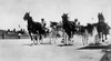 Ohio: Horse Race, 1904. /Nfinish Of The Gold Cup Race At Cleveland, Ohio. Photographed By O.V. Greene, August 1904. Poster Print by Granger Collection - Item # VARGRC0097888