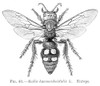 Wasp. /Nwasp (Scolia Haemorohoidalis). Poster Print by Granger Collection - Item # VARGRC0066884