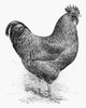 Rooster, 19Th Century. /Na Rhode Island Red (Male). Line Engraving, American, 19Th Century. Poster Print by Granger Collection - Item # VARGRC0079648