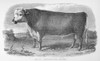 Hereford Bull, C1850. /Nwood Engraving, English, C1850. Poster Print by Granger Collection - Item # VARGRC0092920