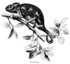 Chameleon. /Nwood Engraving, 19Th Century. Poster Print by Granger Collection - Item # VARGRC0081935