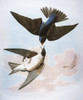 Audubon: Swallow. /Ntree, Or White-Bellied, Swallow (Tachycineta Bicolor), After John James Audubon For His 'Birds Of America,' 1827-38. Poster Print by Granger Collection - Item # VARGRC0050780