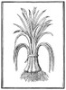 Botany: Leeks, 1579. /Nallium Porrum. Woodcut From Pietro Andrea Mattioli'S 'Commentaires,' Lyon, France, 1579. Poster Print by Granger Collection - Item # VARGRC0049938