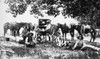 Cowboys, C1885. /Ncowboys Eating At The Chuckwagon In A Camp In Western Oklahoma. Photograph, C1885. Poster Print by Granger Collection - Item # VARGRC0017515