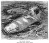 White Whale. /Nline Engraving, 19Th Century. Poster Print by Granger Collection - Item # VARGRC0018337
