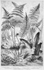Botany: Ferns. /Nwood Engraving, French, 19Th Century. Poster Print by Granger Collection - Item # VARGRC0076471