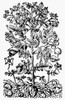 Botany: Potato Plant. /Nsolanum Tuberosum. Woodcut From Caspard Bauhin'S 'Prodromos,' Frankfurt, Germany, 1620. Poster Print by Granger Collection - Item # VARGRC0013383