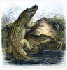Florida Alligators. /Nwood Engraving, 19Th Century. Poster Print by Granger Collection - Item # VARGRC0090231