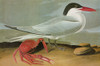 Audubon: Tern. /Nroyal Tern (Thalasseus Maximus). Engraving After John James Audubon For His 'Birds Of America,' 1827-38. Poster Print by Granger Collection - Item # VARGRC0350507