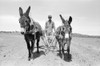 Plowing, 1940. /Njack Whinery Plowing With Burros And A Homemade Plow In Pie Town, New Mexico. Photograph By Russell Lee, 1940. Poster Print by Granger Collection - Item # VARGRC0351520