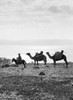 Holy Land: Camel Caravan. /Na Camel Caravan Returning From Jerusalem, Sea Of Galilee Near Magdala. Photograph, Early 20Th Century. Poster Print by Granger Collection - Item # VARGRC0117218
