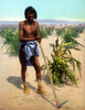 Hopi Farmer, C1902. /Na Hopi Man With A Hoe In A Cornfield In Arizona. Photochrome, American, C1902. Poster Print by Granger Collection - Item # VARGRC0109428