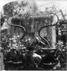 China: Bamboo, C1900. /Ntrained Bamboo In The Fati Gardens, Canton, China. Stereograph, C1900. Poster Print by Granger Collection - Item # VARGRC0113519