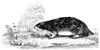 Lemming. /Nwood Engraving, 19Th Century. Poster Print by Granger Collection - Item # VARGRC0082000