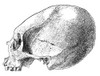 Peru: Aymara Skull. /Nartificially Deformed Skull Of An Aymara Native American From Peru. Poster Print by Granger Collection - Item # VARGRC0079559