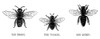 Insects: Honey Bees. /Nthe Worker, The Drone And The Queen. Wood Engravings, 19Th Century. Poster Print by Granger Collection - Item # VARGRC0074316