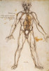 Leonardo: Anatomy, C1494. /Ngeneral Scheme Of The System Of Vessels In The Human Body: Pen And Ink Study, C1494, By Leonardo Da Vinci. Poster Print by Granger Collection - Item # VARGRC0033666