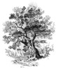 Botany: Oak Tree. /N(Quercus Robur Sessiliflora). Decorative Cut. Wood Engraving, 19Th Century. Poster Print by Granger Collection - Item # VARGRC0052313