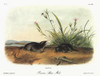 Audubon: Mole. /Nhairy-Tailed, Or Brewer'S, Mole (Parascalops Breweri). Lithograph, C1851, After A Painting By John James Audubon For His 'Viviparous Quadrupeds Of North America.' Poster Print by Granger Collection - Item # VARGRC0039486