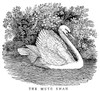 Mute Swan. /Nwood Engraving, 19Th Century. Poster Print by Granger Collection - Item # VARGRC0034387