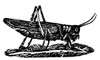 Grasshopper. /Nwoodcut By Thomas Bewick, Early 19Th Century. Poster Print by Granger Collection - Item # VARGRC0060744