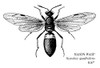 Mason Wasp. /Na Mason Wasp (Monobia Quadridens). Poster Print by Granger Collection - Item # VARGRC0082446