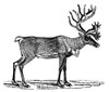 Reindeer/Caribou. /Neurasian Reindeer/North American Caribou. Wood Engraving, 19Th Century. Poster Print by Granger Collection - Item # VARGRC0082314