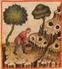 Truffle Hunting, Taqwim al-Sihhah Poster Print by Science Source - Item # VARSCIBW7102