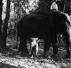 Burma: Elephants, 1960. /Na Baby And Mother Elephant In Central Burma, 1960. Poster Print by Granger Collection - Item # VARGRC0101794