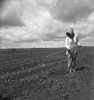 Texas: Farm Wife, 1937. /Nwife Of A Texas Tenant Farmer Hoeing Soil On Rented Farmland. Photograph By Dorothea Lange, May 1937. Poster Print by Granger Collection - Item # VARGRC0123808