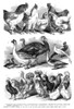 Poultry, 1869. /N'Specimens Of Poultry Exhibited At The Fair Of The New York State Poultry Society, Empire Skating Rink, N.Y. City.' Engraving, 1869. Poster Print by Granger Collection - Item # VARGRC0265681