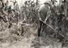 Hine: Chopping Corn, 1916. /Neverett And Ora Adams Chopping Corn On A Farm In Rockcastle County, Kentucky. Photograph By Lewis Hine, August 1916. Poster Print by Granger Collection - Item # VARGRC0176049