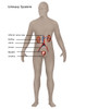 Male Urinary System Poster Print by Gwen Shockey/Science Source - Item # VARSCIJA8025