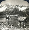 Switzerland: Dent Blanche. 'Dent Blanche,' One Of The Most Difficult Alpine Ascents, From The Schwarzsee, Zermatt, Switzerland. Stereograph, C1908. Poster Print by Granger Collection - Item # VARGRC0323508