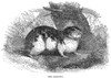 Lemming. /Nwood Engraving, English, 19Th Century. Poster Print by Granger Collection - Item # VARGRC0082001