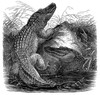 Florida Alligators. /Nwood Engraving, 19Th Century. Poster Print by Granger Collection - Item # VARGRC0031898