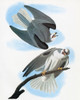 Audubon: Kite. /Nwhite-Tailed Kite (Elanus Leucurus). Engraving After John James Audubon For His 'Birds Of America,' 1827-38. Poster Print by Granger Collection - Item # VARGRC0325352
