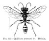 Insects: Wasps. /Nfemale Field Digger Wasp (Mellinus Arvensis). Poster Print by Granger Collection - Item # VARGRC0074320