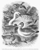Ducks, Swans & Geese. /Nline Engraving, 1841. Poster Print by Granger Collection - Item # VARGRC0100446