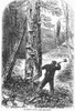 Adirondacks: Bee Hunting. /Nworking Down The Bee Tree. Bee Hunting In The Adirondacks. Wood Engraving After A Sketch By Theodore R. Davis, 1868. Poster Print by Granger Collection - Item # VARGRC0096261